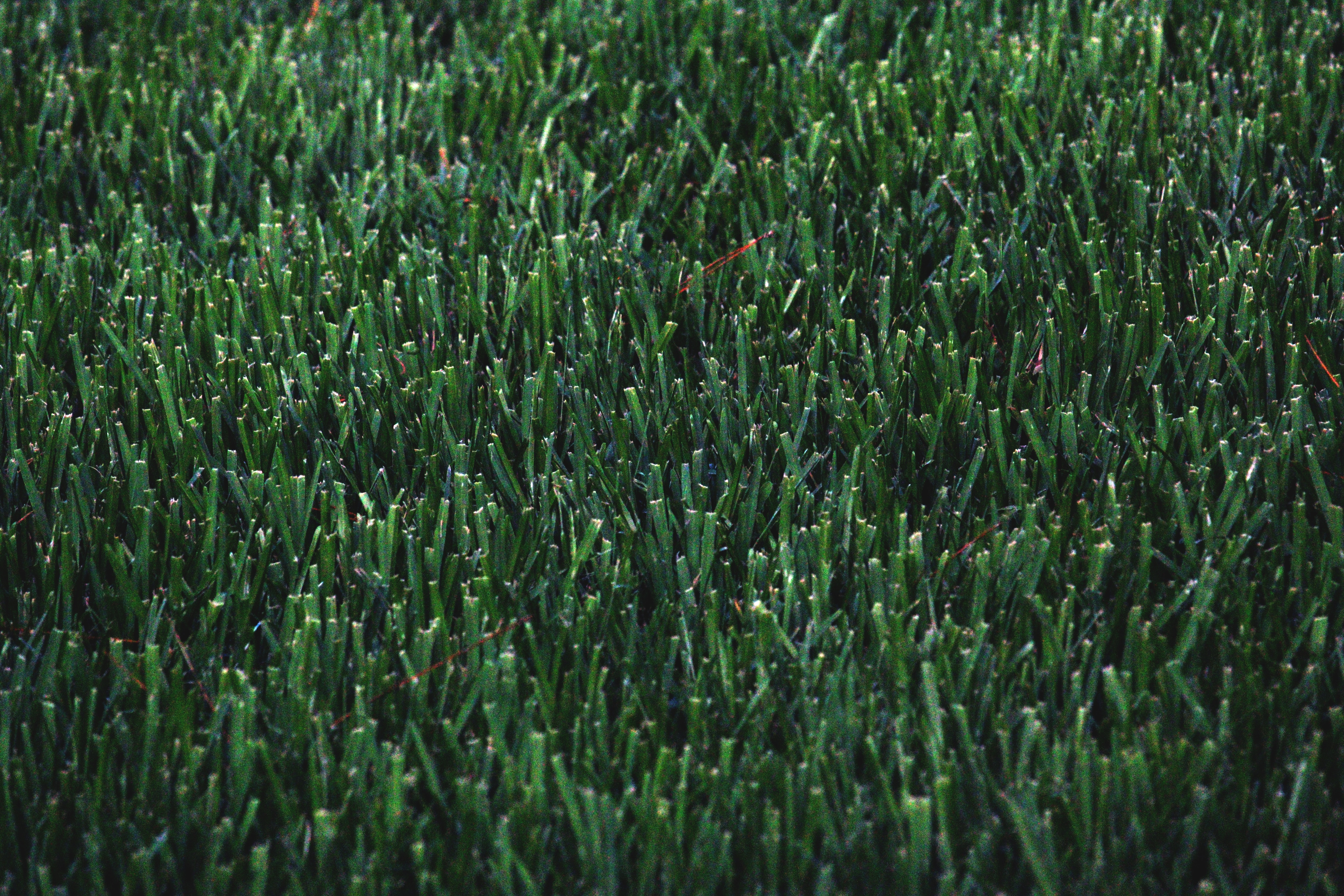 Closely cut turfgrass in morning light